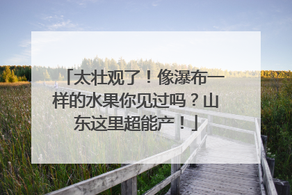 太壮观了！像瀑布一样的水果你见过吗？山东这里超能产！